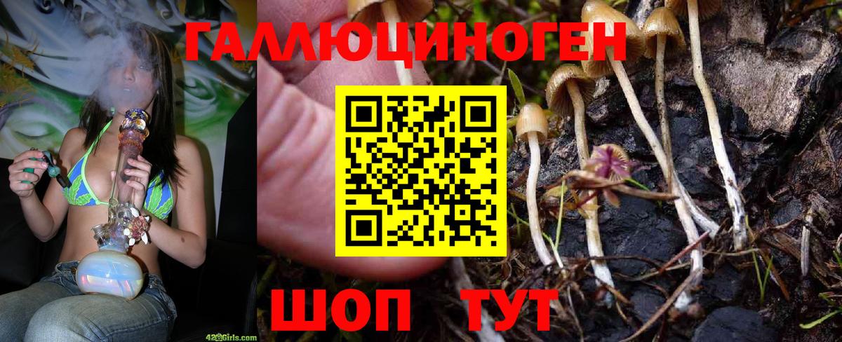 Псилоцибиновые грибы Psilocybe Новый Уренгой